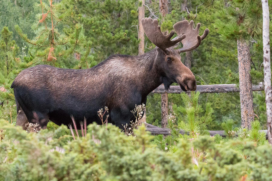 Moose Goes for a Walk in the Forest Photograph by Tony Hake | Fine Art ...