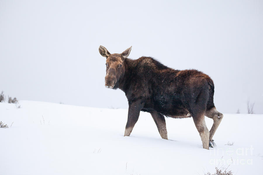 Moose - Grand Teton National Park Photograph by Bret Barton