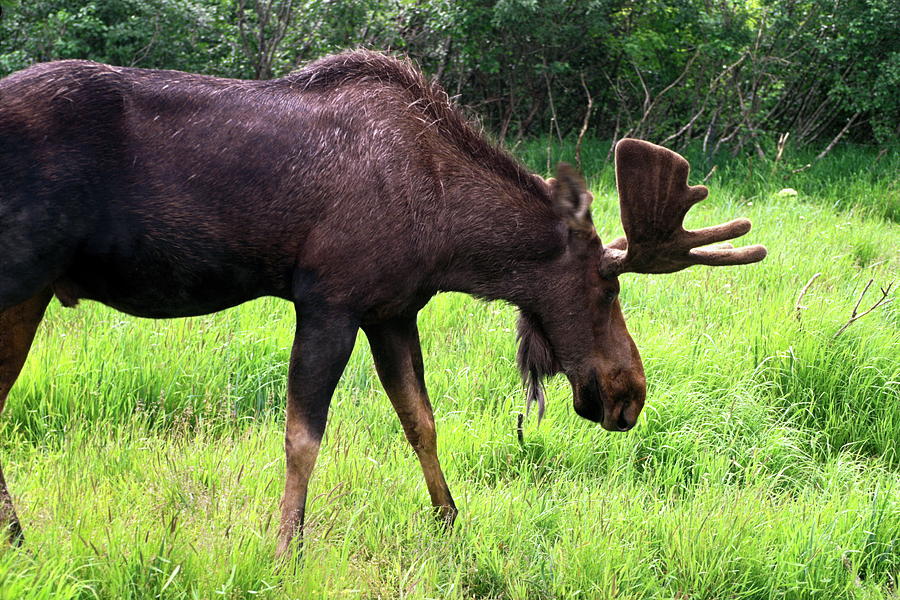 Moose Grazing Photograph by Sally Weigand - Fine Art America