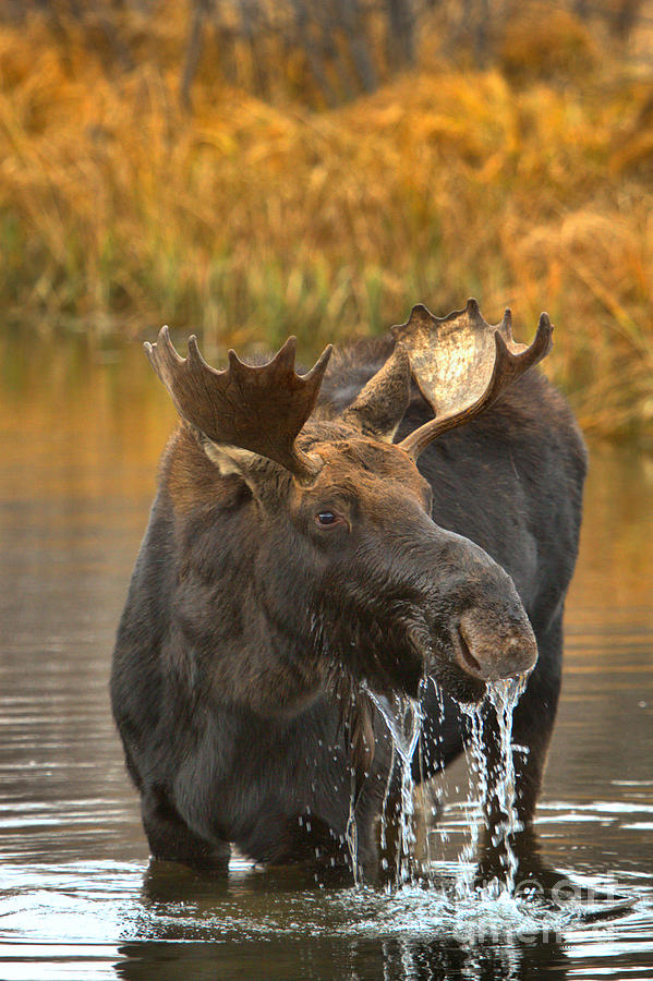 Moose Gusher Photograph by Adam Jewell