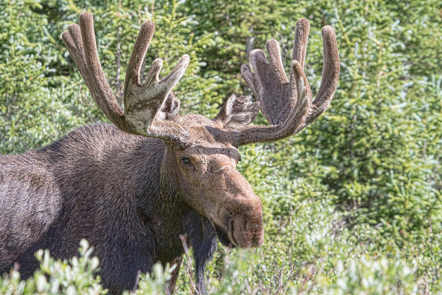 Moose Head Photograph