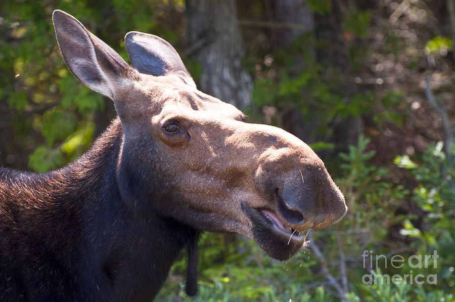 Moose Head Shot Photograph by Glenn Gordon