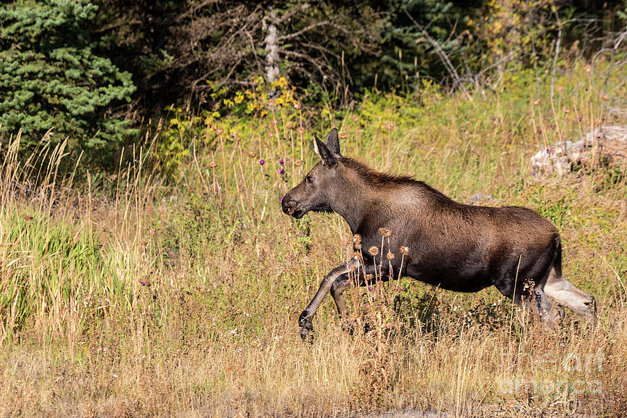 Moose heading for the woods Photograph by Rodney Cammauf