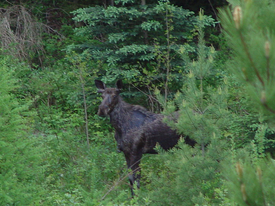 Moose Hiding in trees Photograph by Dorothea Abbott - Fine Art America