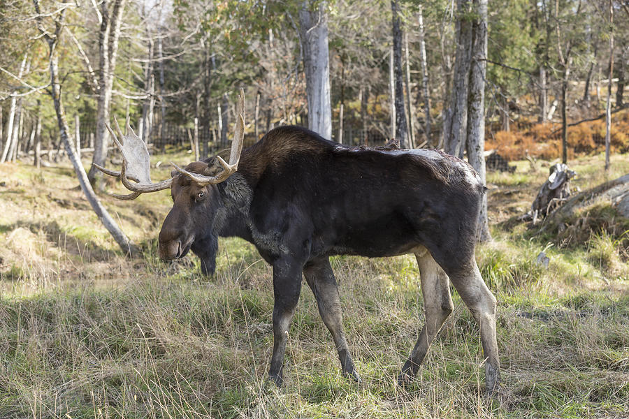 Moose in a forest Photograph by Josef Pittner