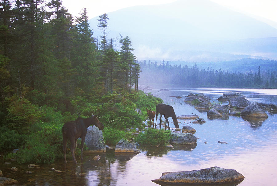 Moose in Evening Rain Photograph by John Burk
