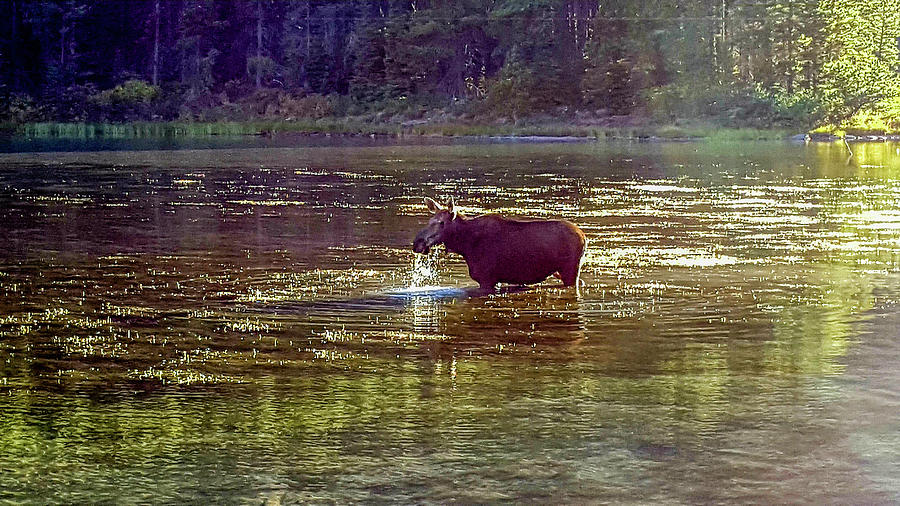 Moose in Glacier National Park, Swiftcurrent Lake Photograph by Marilyn Burton