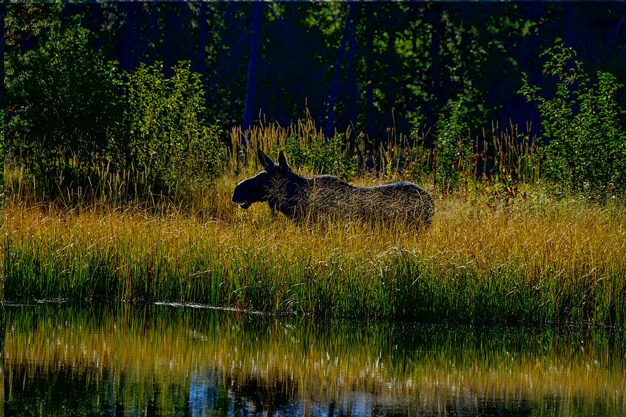 Moose in Grand Teton National Park Photograph by Marilyn Burton