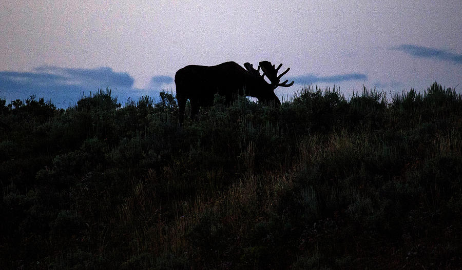 Moose in Silhouette Photograph by Stephen Schwiesow