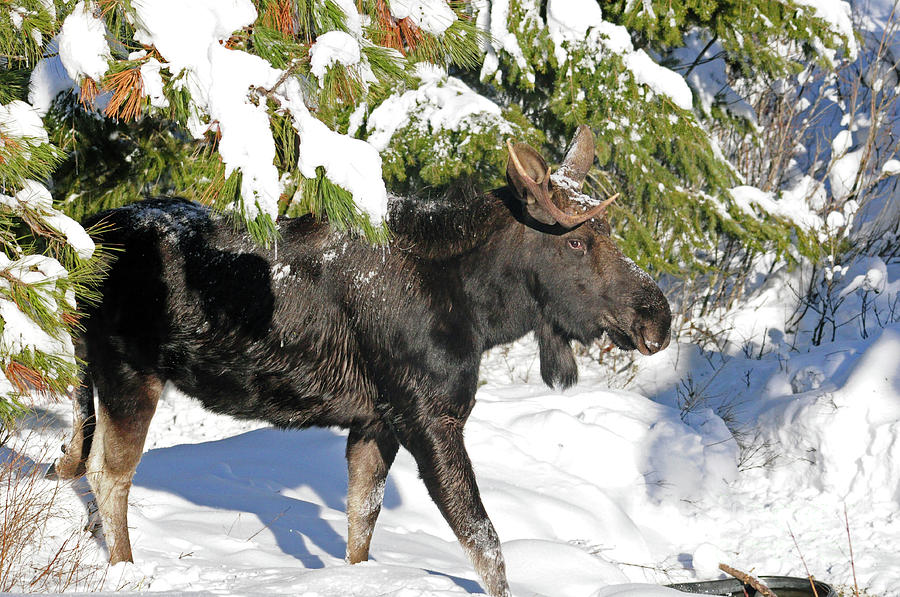 Moose in snow Photograph by Cindy Murphy - NightVisions