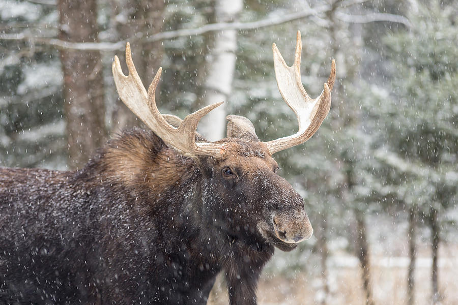 Moose in snow Photograph by Josef Pittner