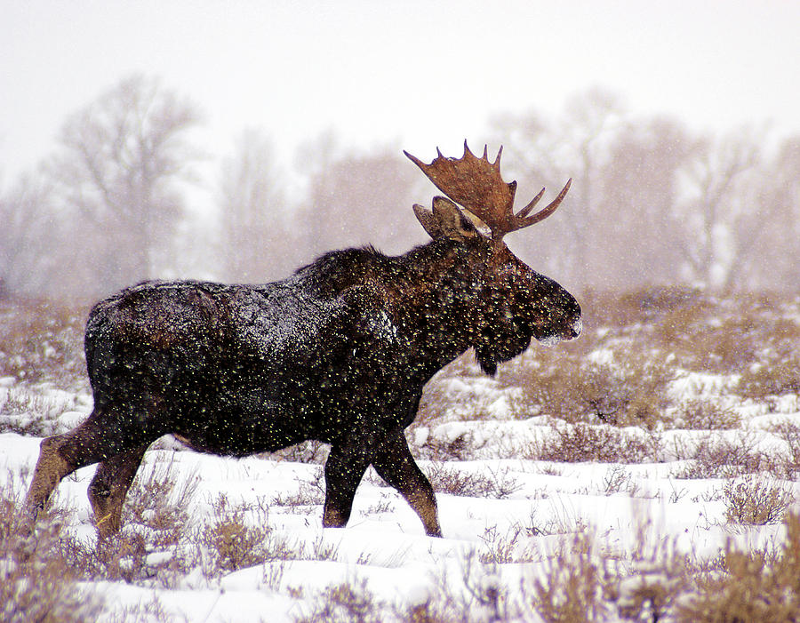 Moose in Snowstorm Photograph by Ted Keller