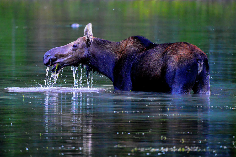 Moose in Swiftcurrent Lake, Glacier National Park Photograph by Marilyn Burton