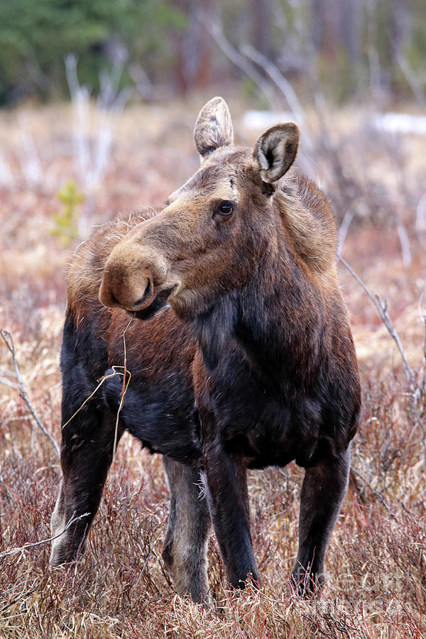 Moose in the brush Photograph by Scott Mahon