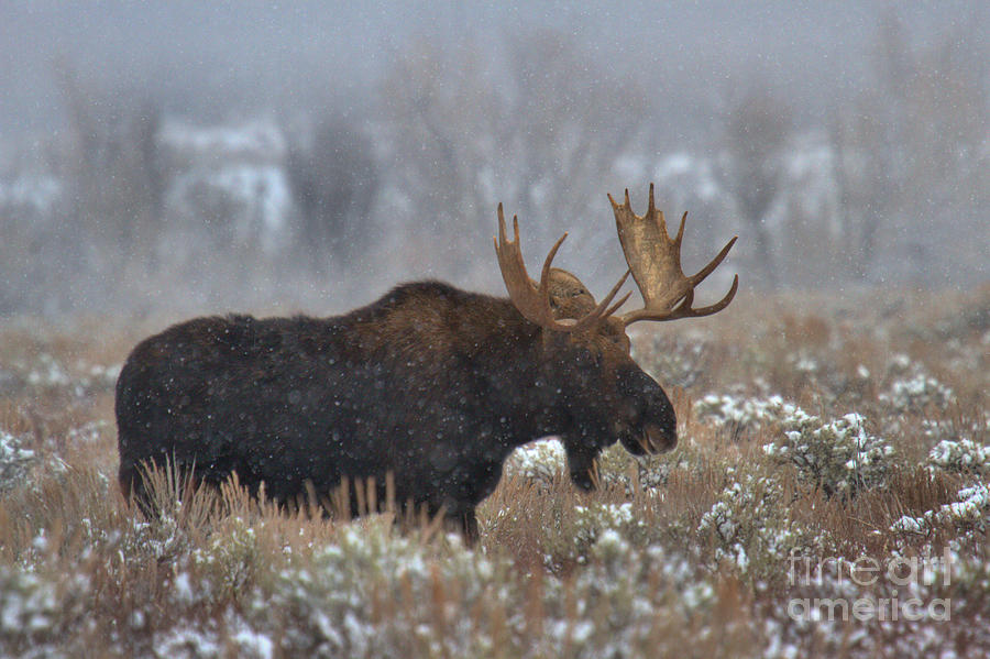 Moose In The Fog Photograph by Adam Jewell