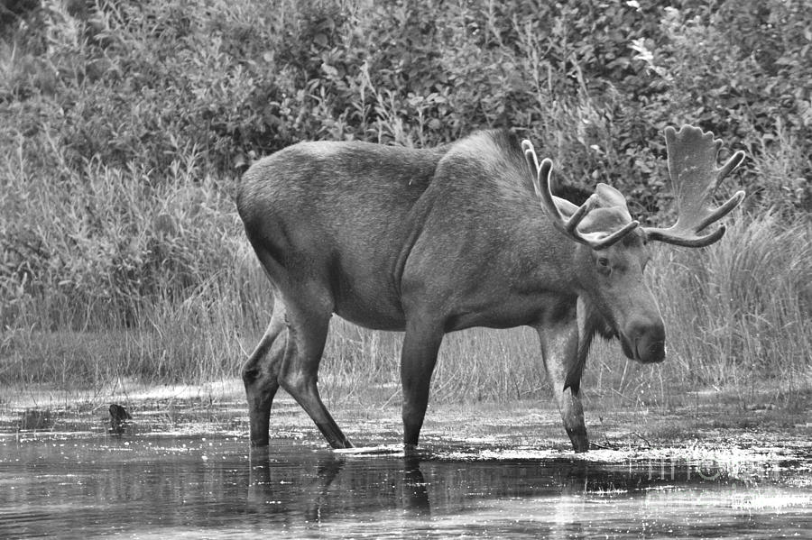 Moose In The Marsh Black And White Photograph by Adam Jewell