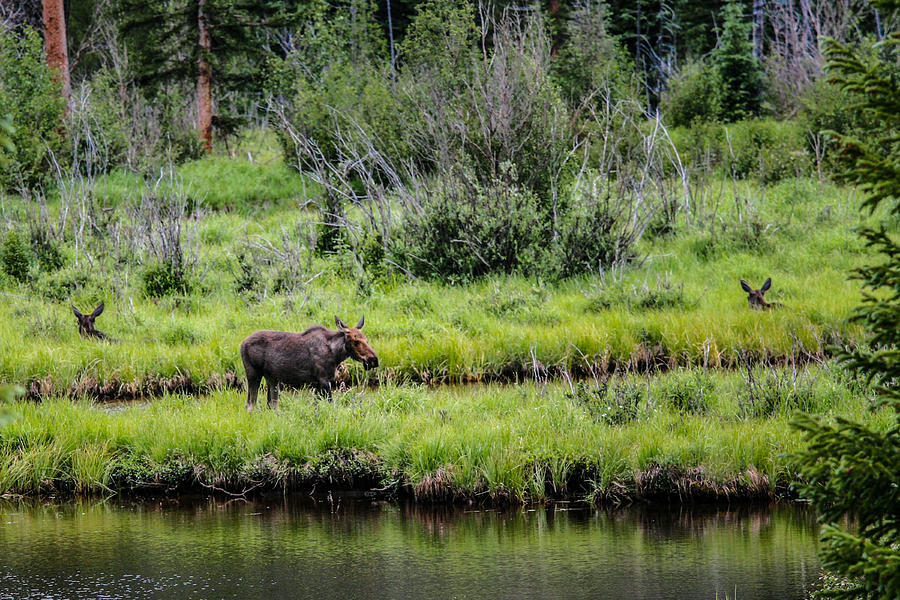 Moose In The Meadow Photograph by Juli Ellen