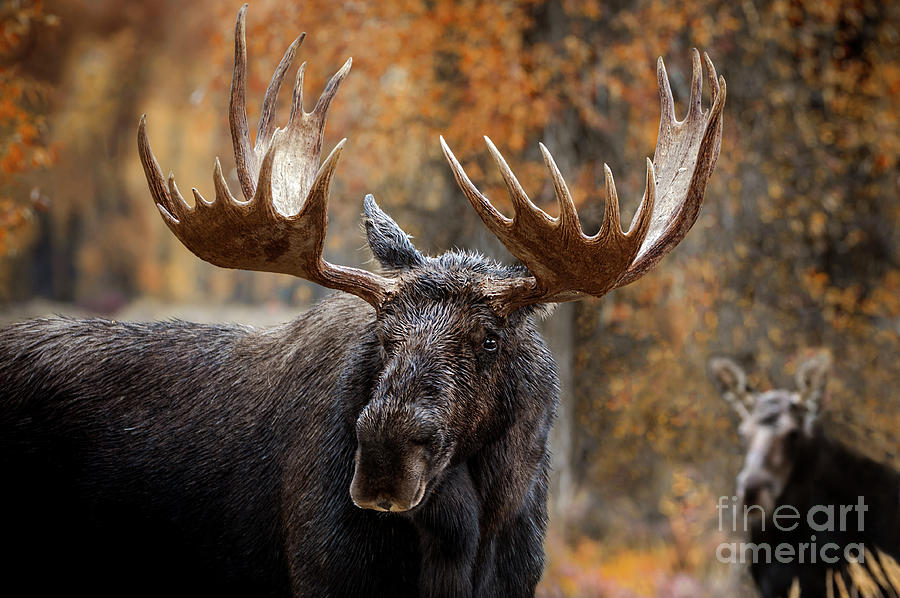 Moose in the Midst of Autumn Photograph by Wildlife Fine Art