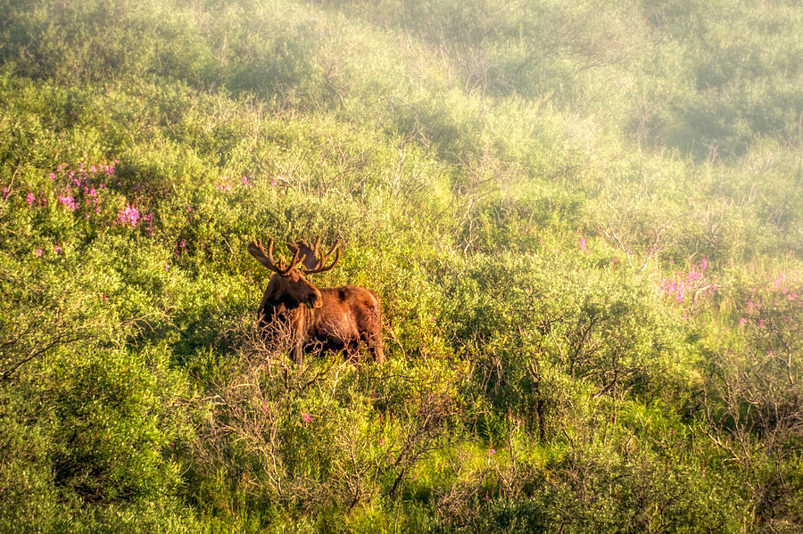 Moose in the mist Photograph by Claudia Abbott
