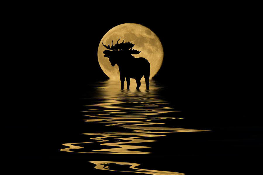 Moose in the Moonlight Mixed Media by Shane Bechler