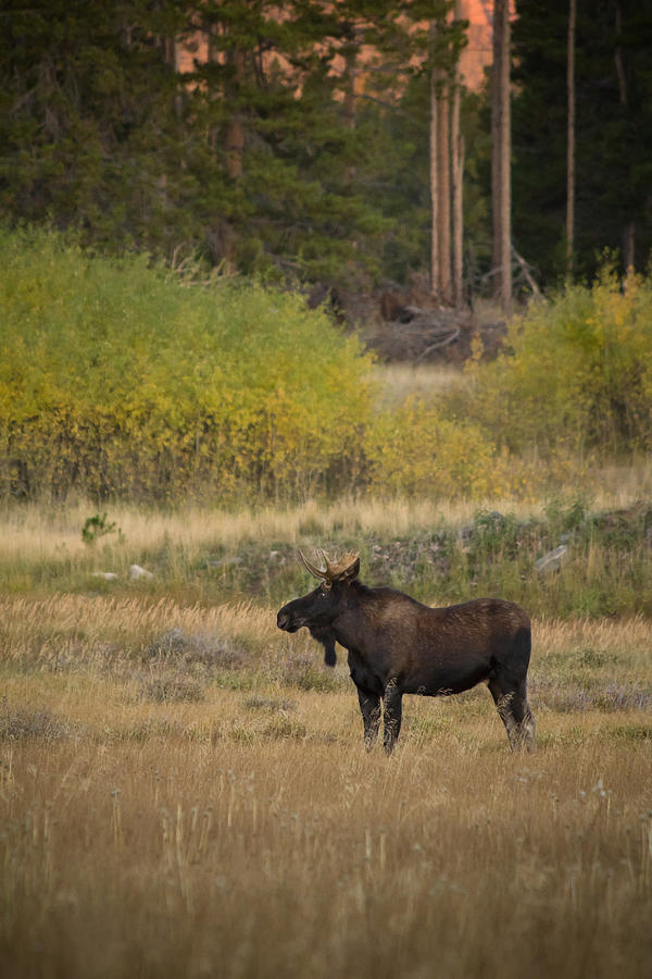 Moose in the Morning - Big Horn Mountains - Buffalo Wyoming Photograph by Diane Mintle
