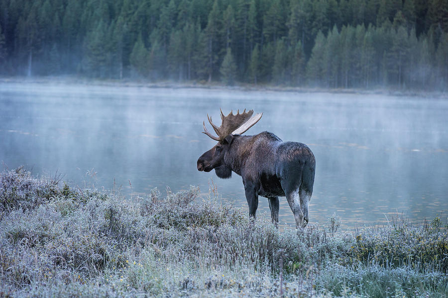 Moose in the Morning Photograph by Deborah Penland