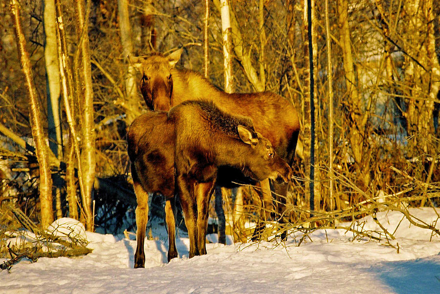 Moose in the Morning Photograph by Juergen Weiss
