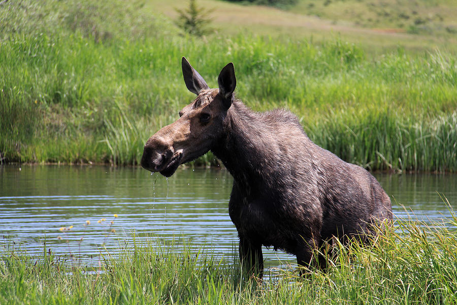 Nature Photograph - Moose in the Pond - 2 by MH Ramona Swift