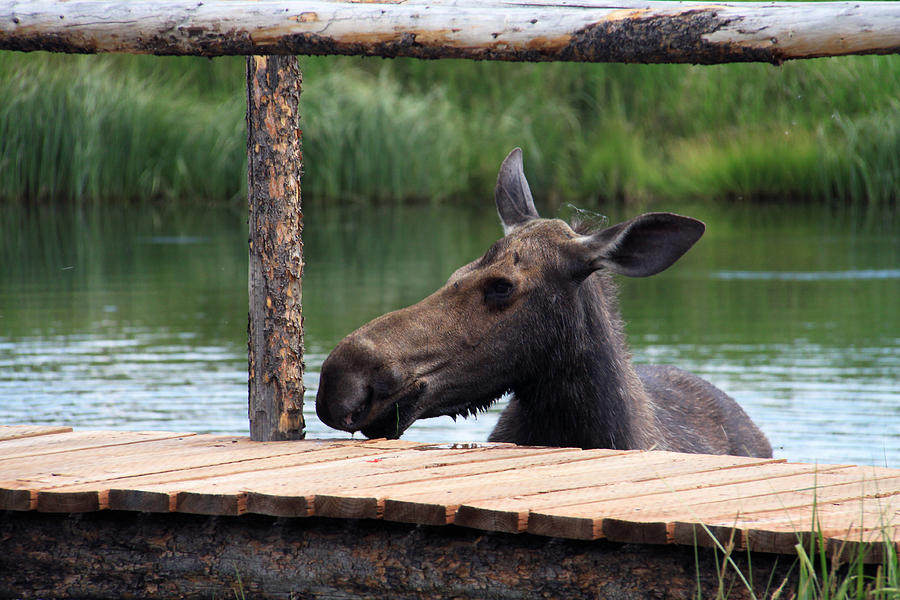 Animal Photograph - Moose in the Pond by MH Ramona Swift