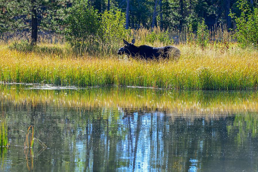 Moose in the Reeds, Grand Teton National Park Photograph by Marilyn Burton