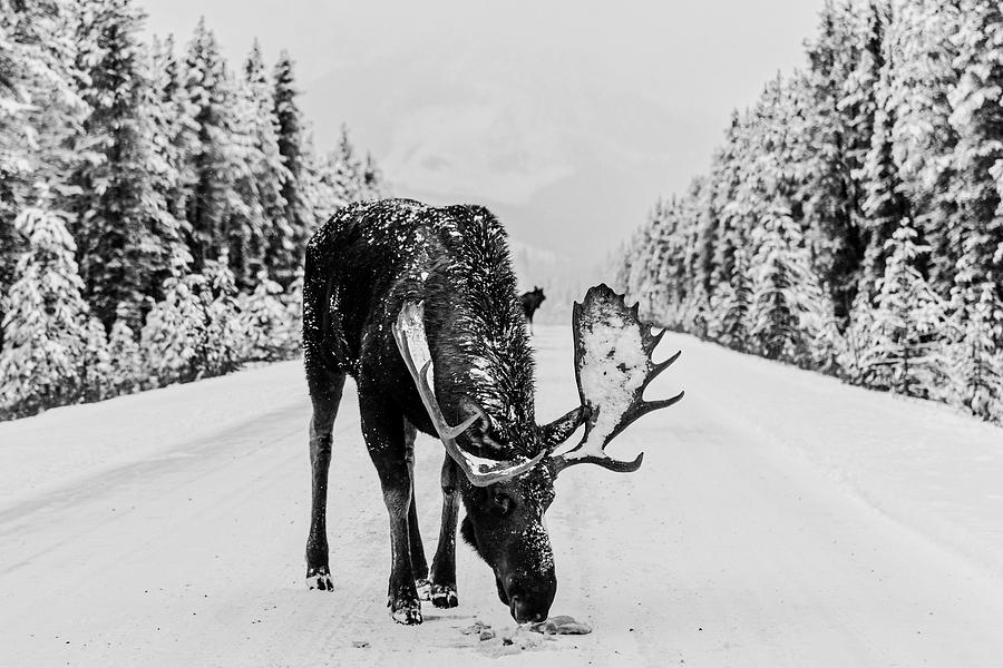 Moose In The Road Photograph by Mountain Dreams