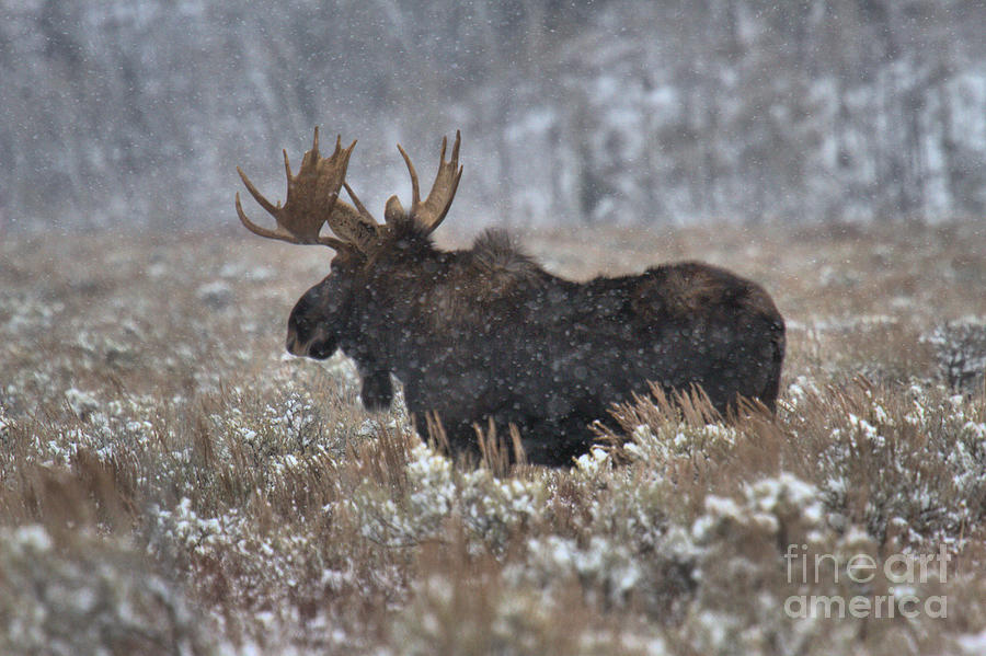 Moose In The Snowy Brush Photograph by Adam Jewell