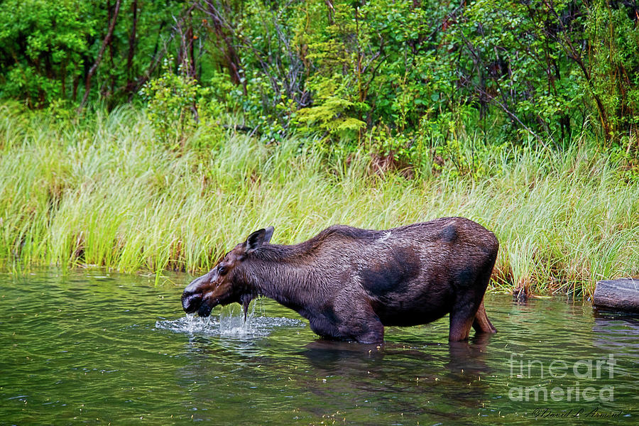 Moose in the Water Photograph by David Arment