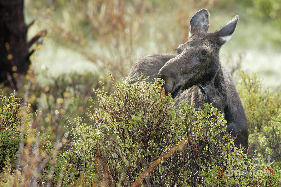 Moose in the Willows of Colorado Photograph by Natural Focal Point Photography