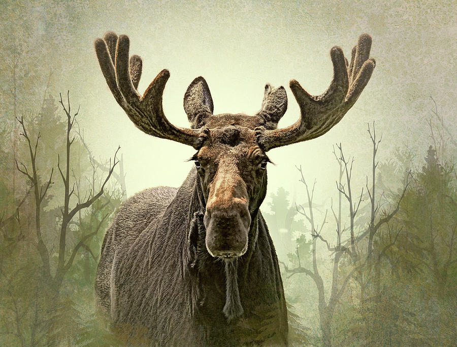 Moose in the Woodland Forest Photograph by Jennie Marie Schell