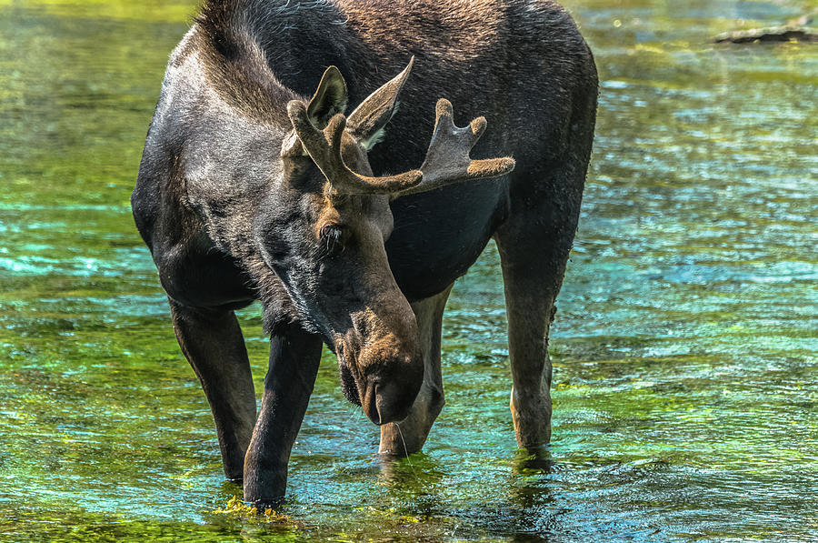 Moose In Velvet At Big Springs Photograph by Yeates Photography
