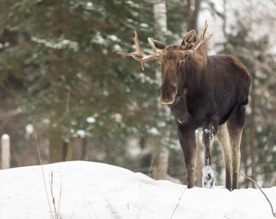 Moose in winter Photograph by Josef Pittner