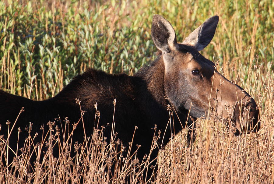 Moose Photograph by Kimberly Oegerle