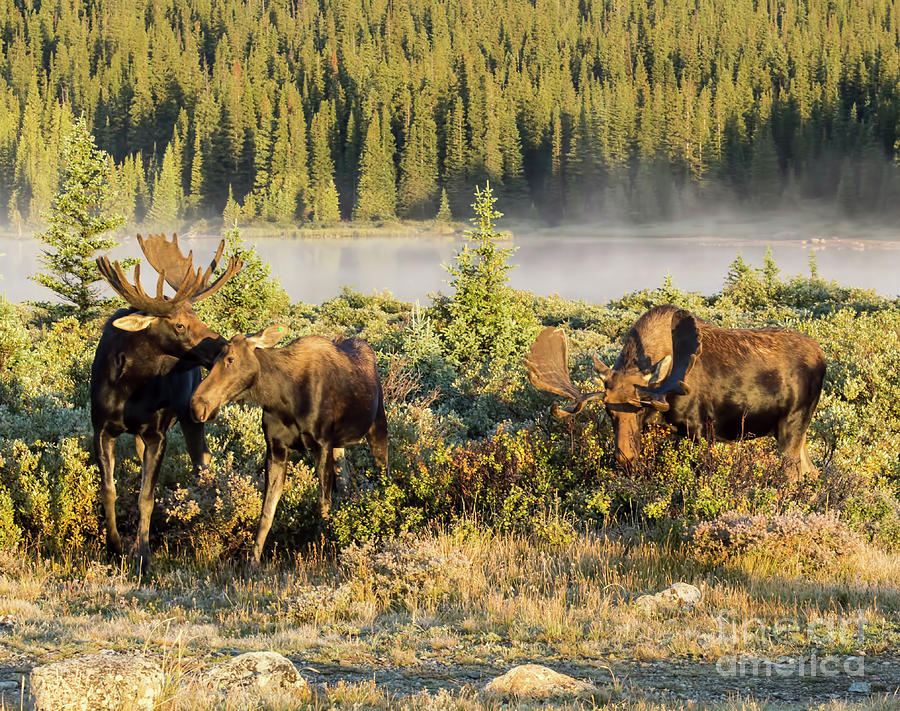 Moose Kiss Photograph by Steven Parker