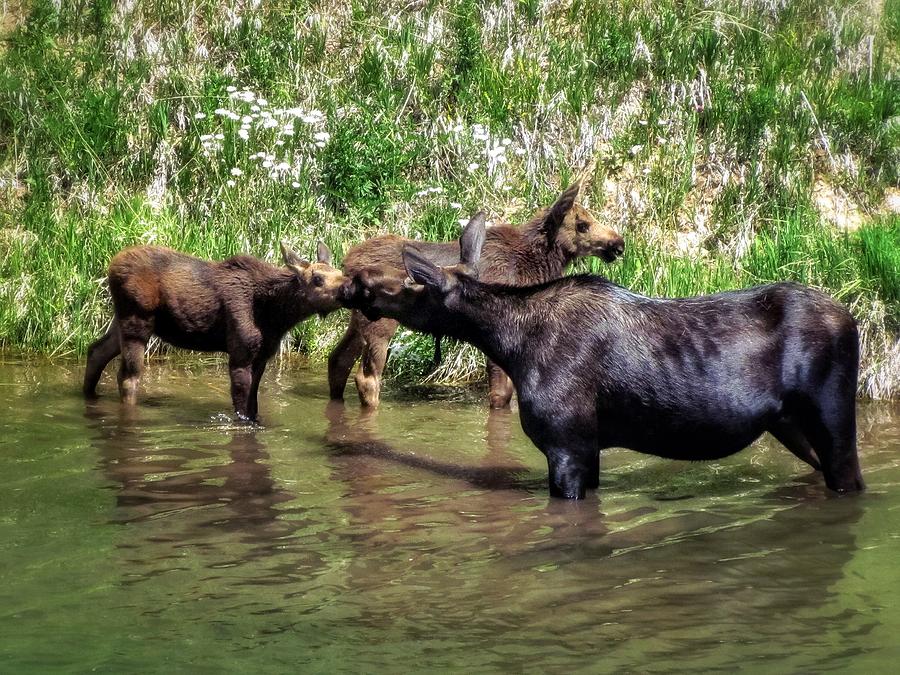Moose Photograph - Moose Kisses by LeAnne Perry