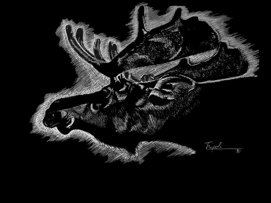 Moose Drawing by Lawrence Tripoli