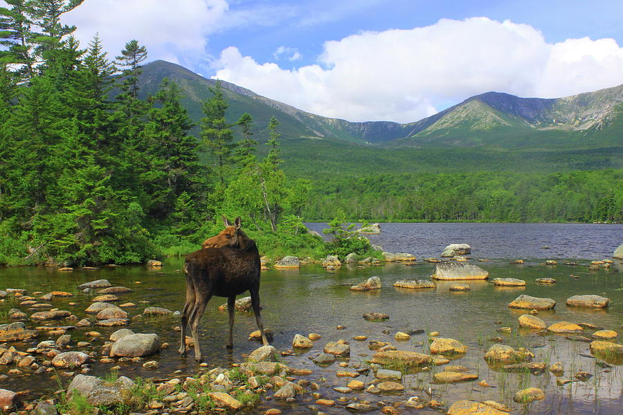 Moose Looking Back Sandy Stream Pond Photograph by John Burk