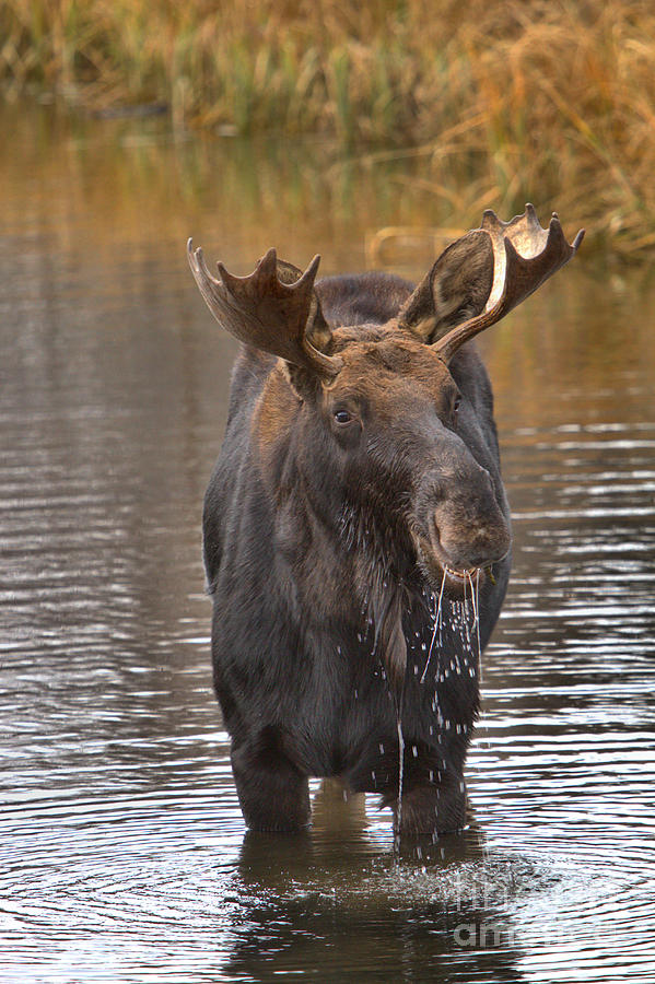 Grand Teton National Park Photograph - Moose Lunch Drool by Adam Jewell