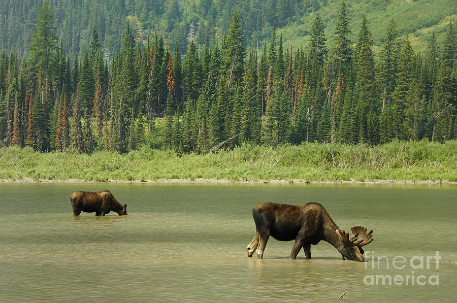 Glacier National Park Photograph - Moose by Marc Bittan