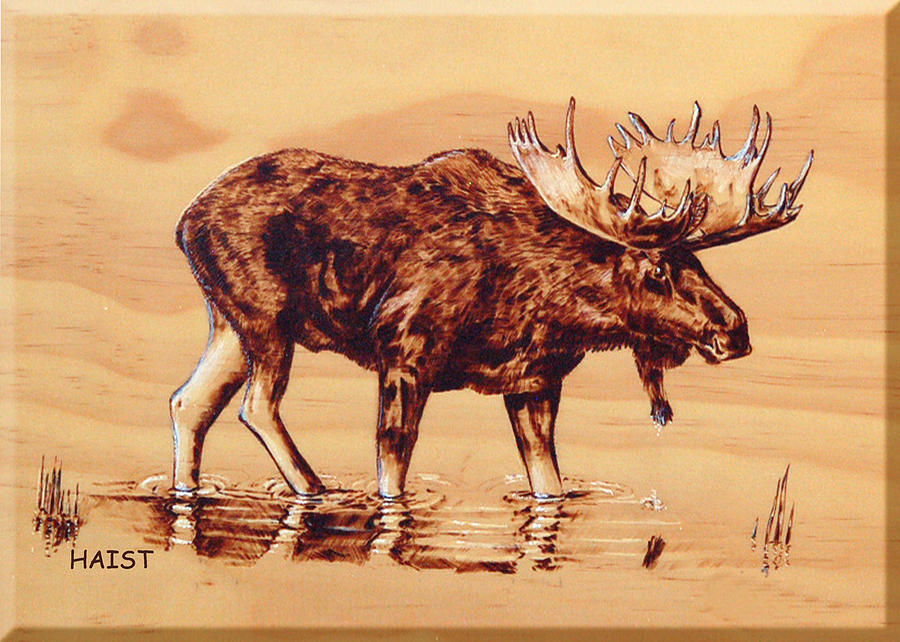 Moose Pyrography - Moose Marsh by Ron Haist