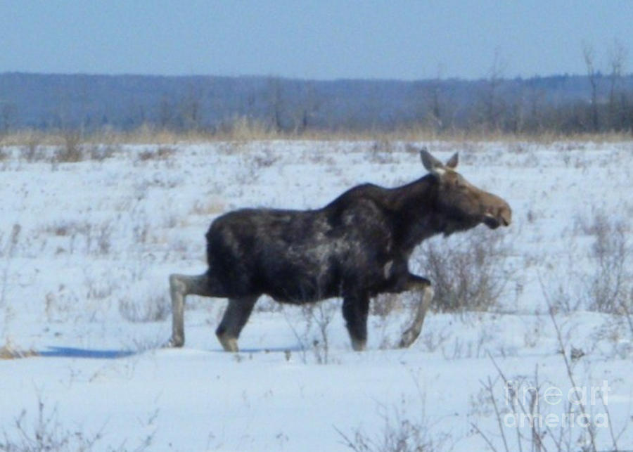 Moose meanderings Photograph by Marianne NANA Betts