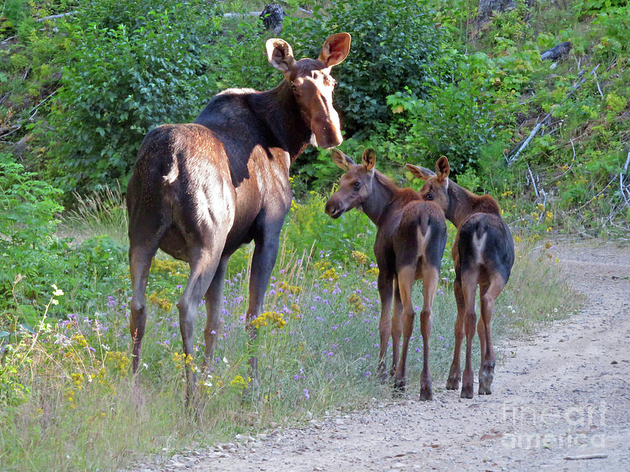 Moose Mom and babies Photograph by Cindy Murphy - NightVisions