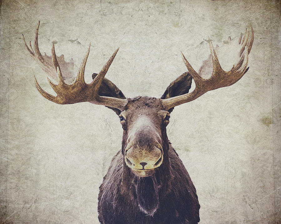 Moose Photograph - Moose by Nastasia Cook