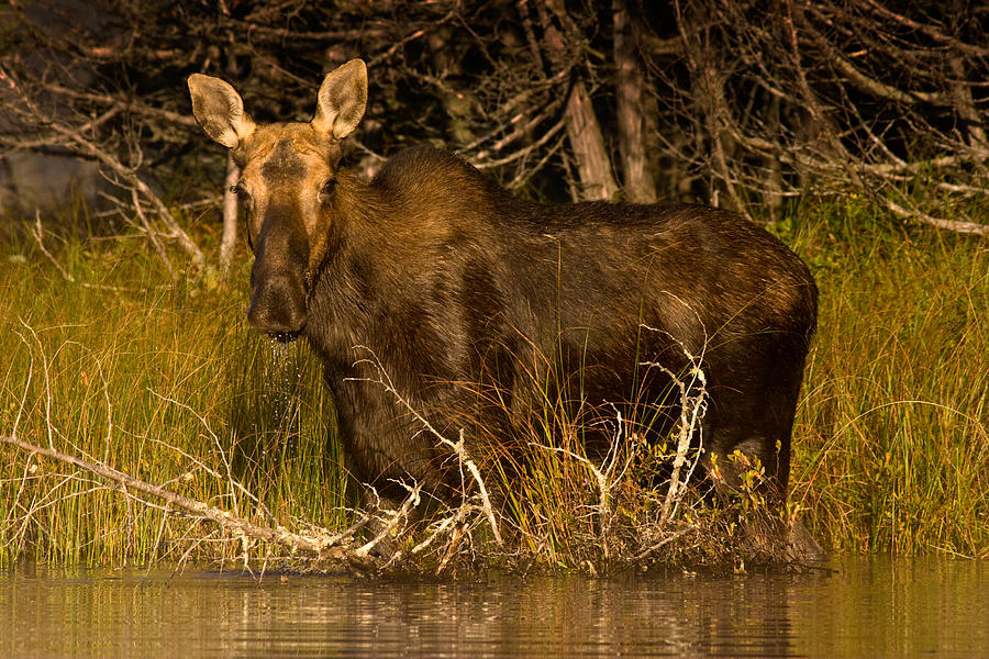 Moose of Prong Pond Photograph by Brent L Ander