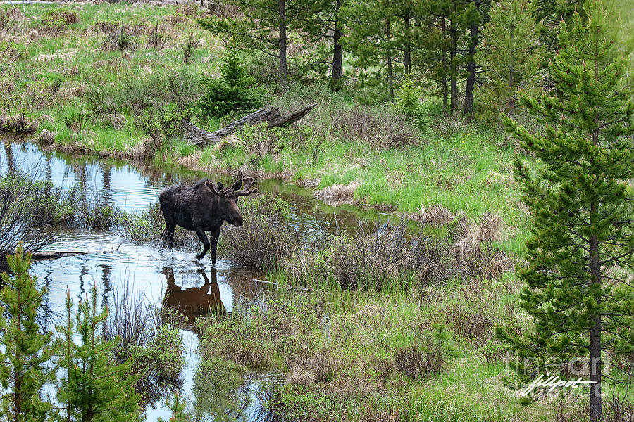 Rocky Mountain National Park Photograph - Moose on a Mission by Bon and Jim Fillpot